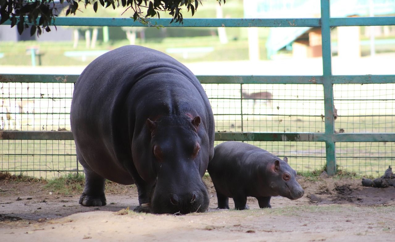 Aumenta cría de Hipopótamo del Nilo su esperanza de vida en el Parque Ecológico  Zacango