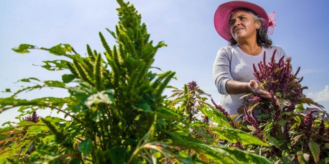 Pone en marcha Gobierno de México el Programa Especial Concurrente para el Desarrollo Rural Sustentable 2020-2024