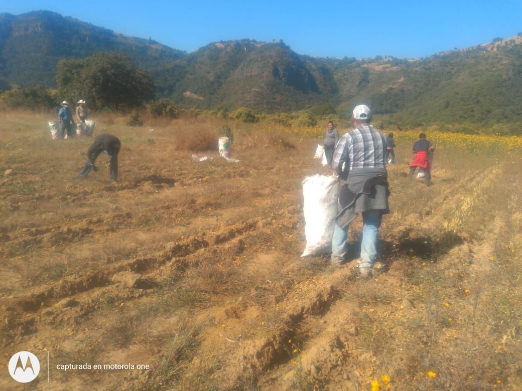 #Campesinos de Malinalco que recibieron apoyo de antorcha lograron buena cosecha de frijol