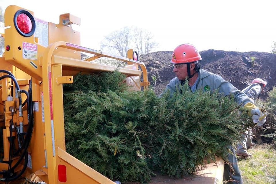 Inicia EDOMÉX campaña de reciclaje de árboles de navidad naturales