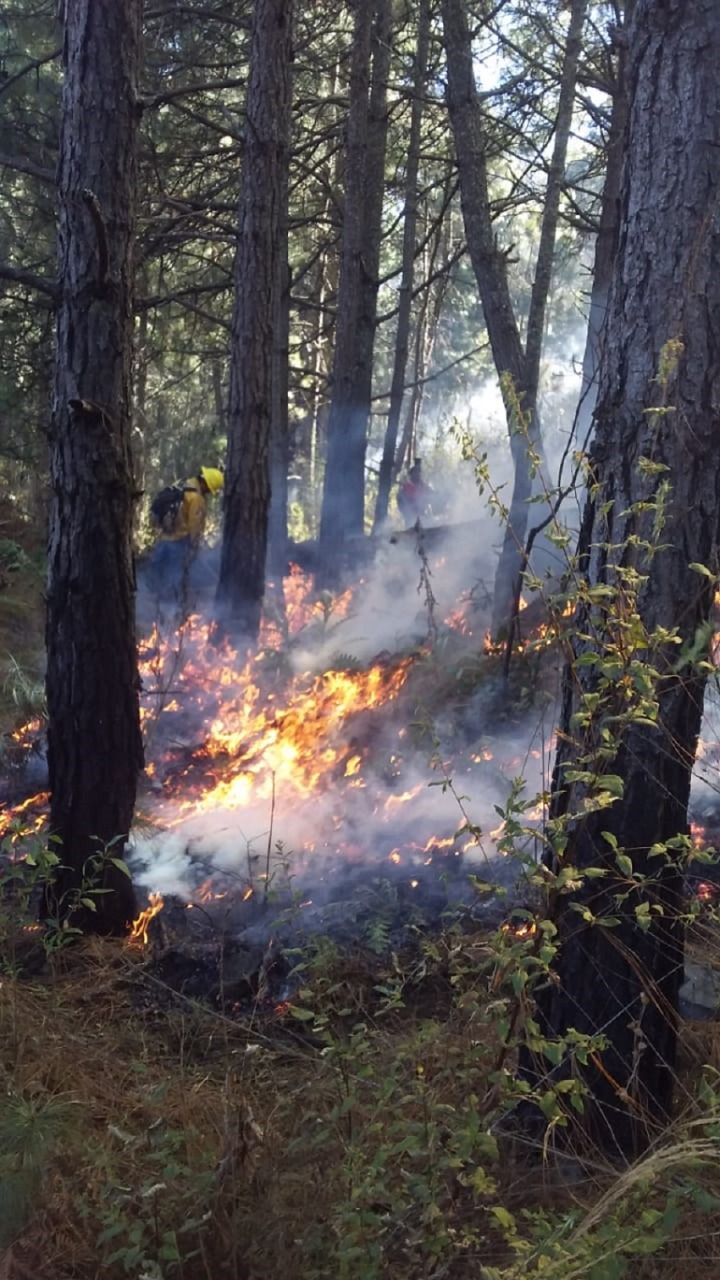 Realiza EDOMÉX trabajos preventivos contra incendios forestales