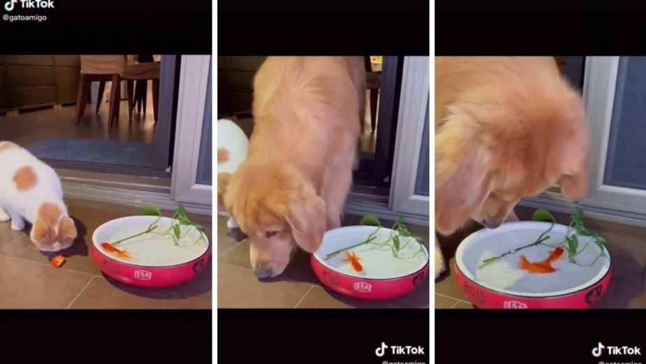 VIDEO VIRAL: ¡Héroe peludo! Gatito intenta comerse a un pez pero perrito lo evita

