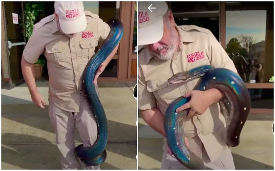 Enorme serpiente tornasol se enreda en el cuerpo de su cuidador; video se hace viral