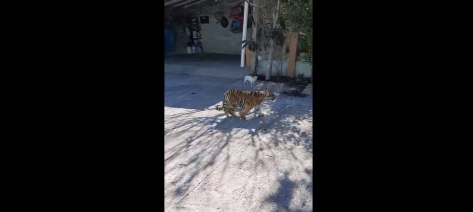 Aterroriza tigre en Cuautepec; es de un vecino de la zona 