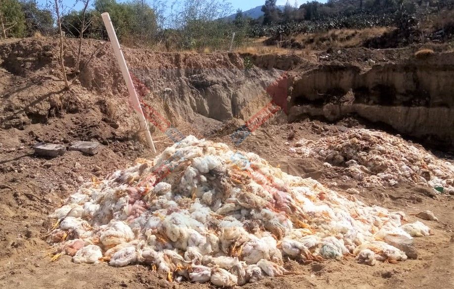 Empresa Avigrupo entierra pollos en estado de descomposición en terrenos de Otumba