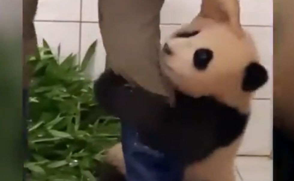 Causa ternura video de bebé panda gigante aferrado a la pierna de su cuidador
