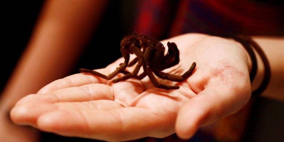 Video viral: mujer halla nido de arañas en el cuarto de su hija
