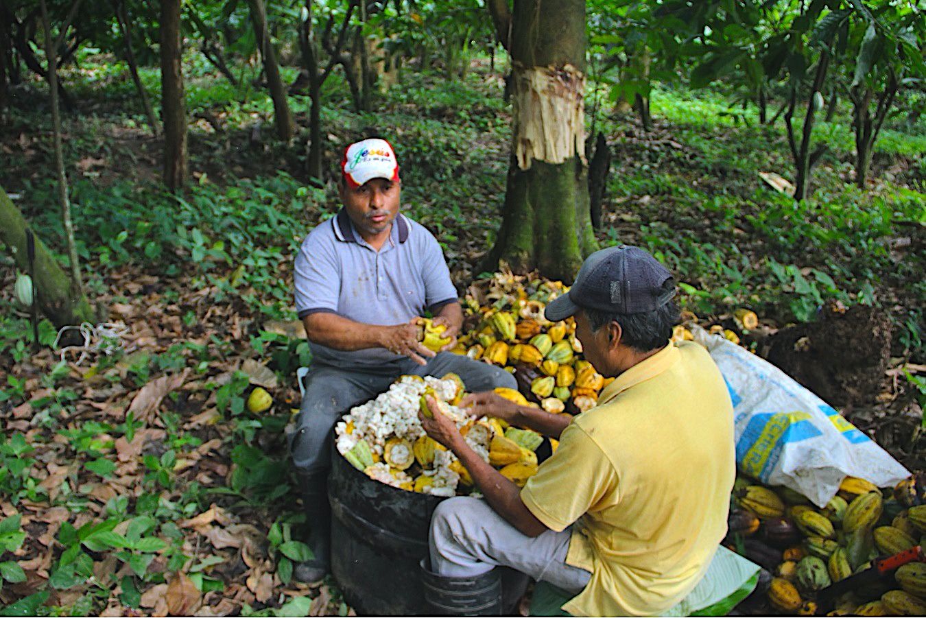  México importa el 80% del cacao que consume la industria 