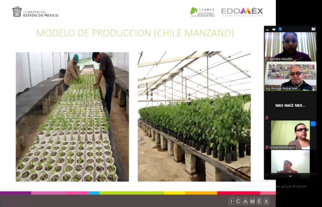 Refuerzan producción de maíz en Edoméx mediante contratación de especialistas agrónomos