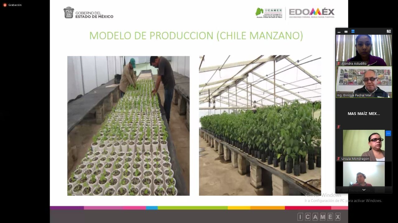 Refuerzan producción de maíz en EDOMÉX mediante contratación de especialistas agrónomos