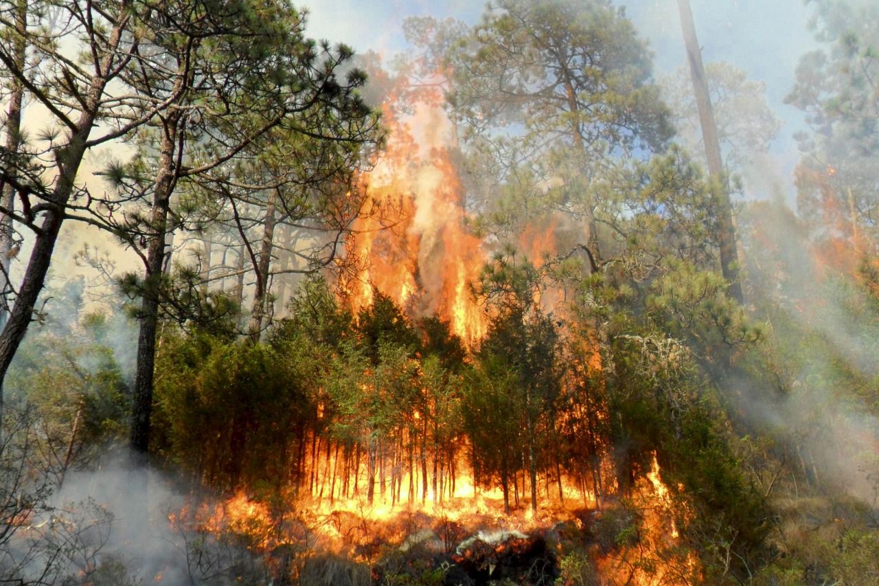 Atiende protección civil incendios forestales en municipios mexiquenses