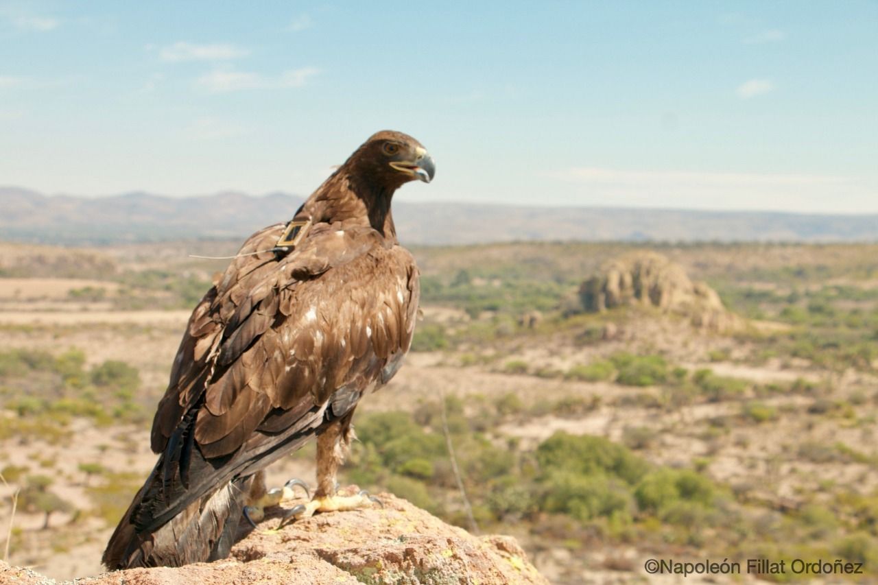 Busca GEM reintroducir al águila real en áreas naturales protegidas del EDOMÉX