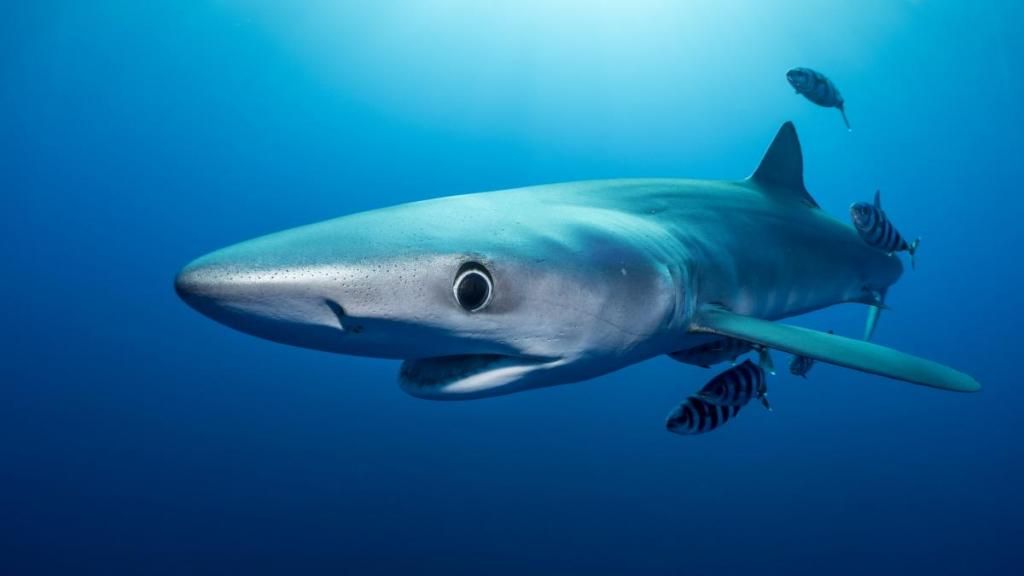 Disminuye población de tiburón azul en México
