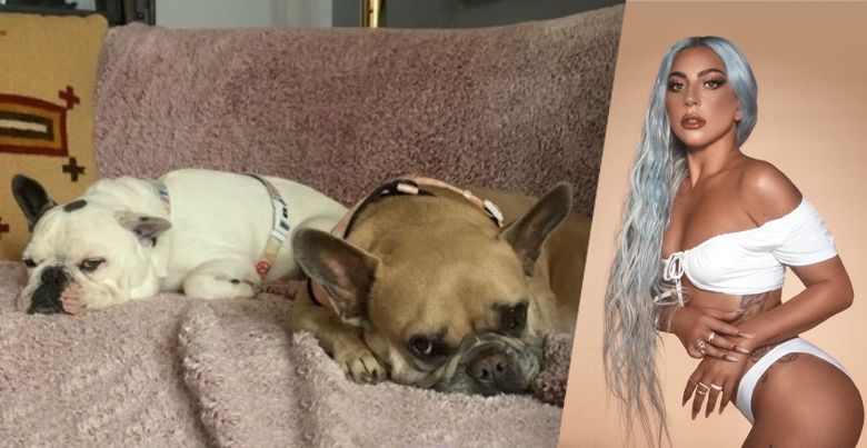 Lady Gaga recupera a sus perros luego de que los robaran
