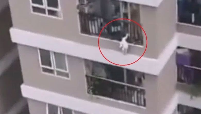 Video: Mensajero salva a una niña tras caer del piso 12 en Hanói, capital de Vietnam
