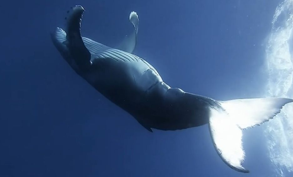 Fotógrafo captó a una ballena que alude movimientos de ballet