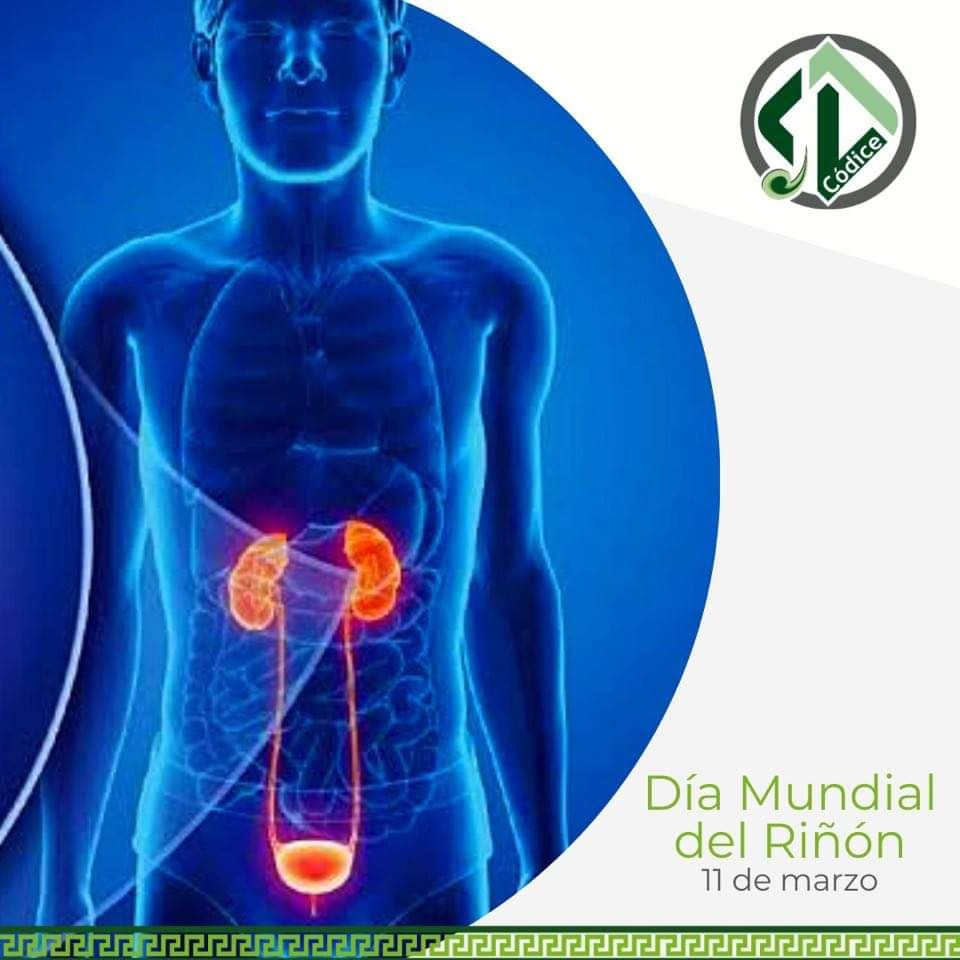 Día Mundial del Riñón