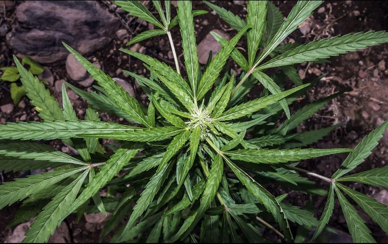 Legalización de marihuana: Diputados aprueban uso lúdico
