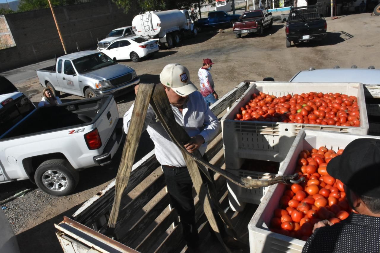Reparte Ayuntamiento de Choix más de 100 toneladas de tomate