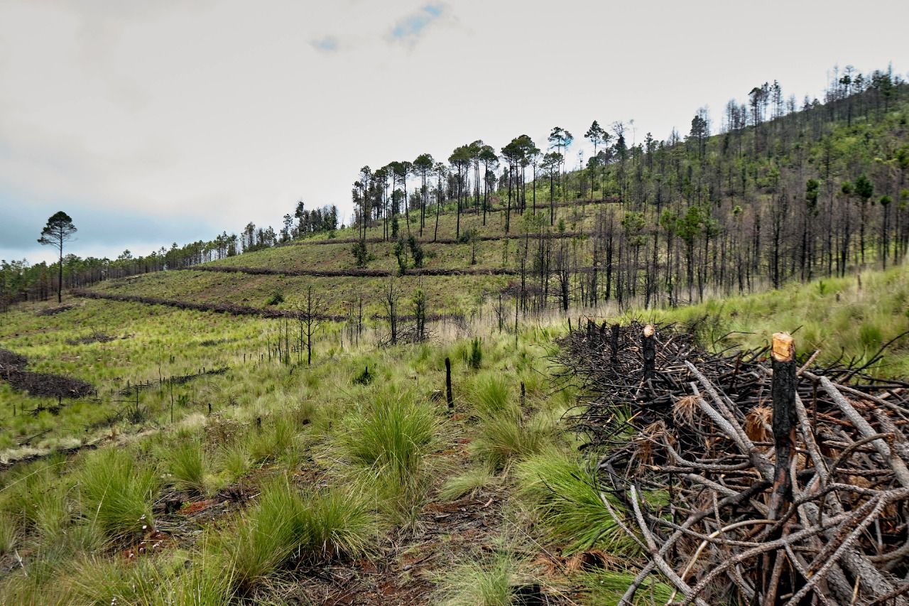 Activa SEDEMA plan forestal para proteger de incendios reserva de San Juan del Monte