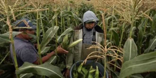 El CNA propondrá al Gobierno de México el Plan Nacional ’Por nuestros jornaleros agrícolas’