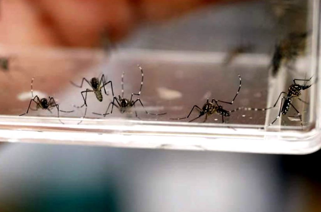 Salud del Edoméx llama a la población a prevenir el dengue, zita y chikungunya
