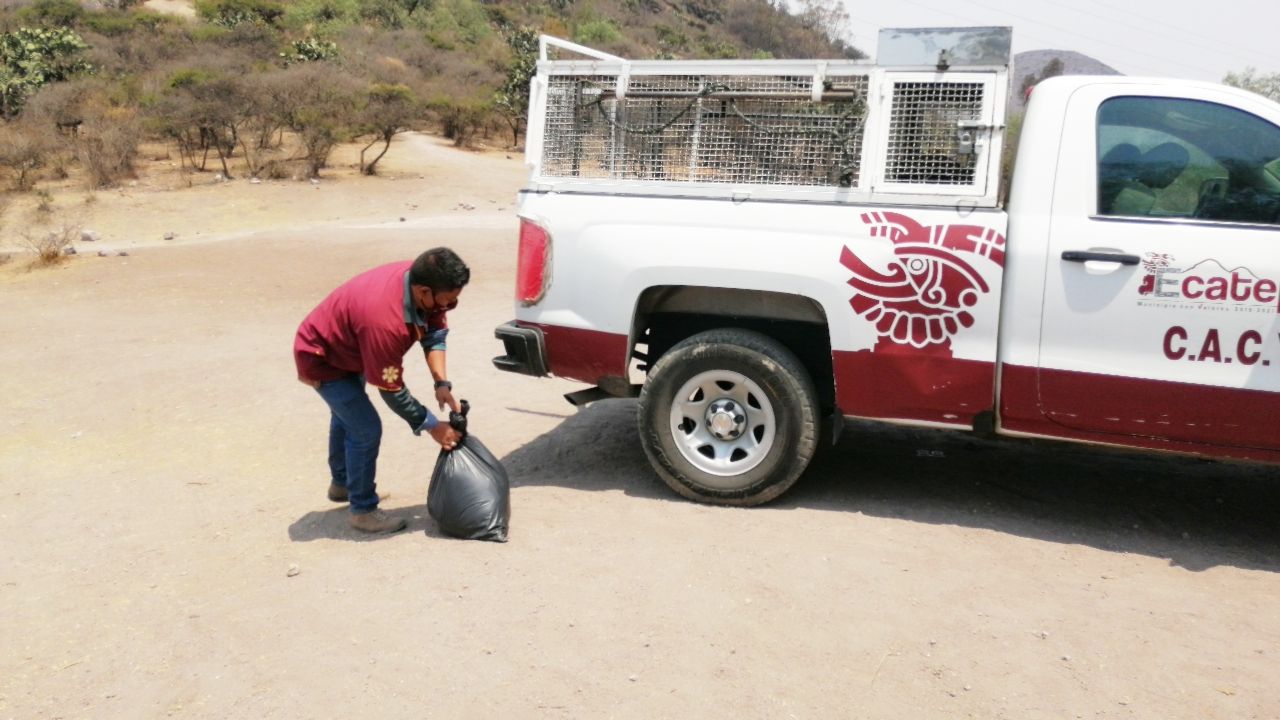 Autoridades de Ecatepec realizan operativos para evitar envenenamiento de perros