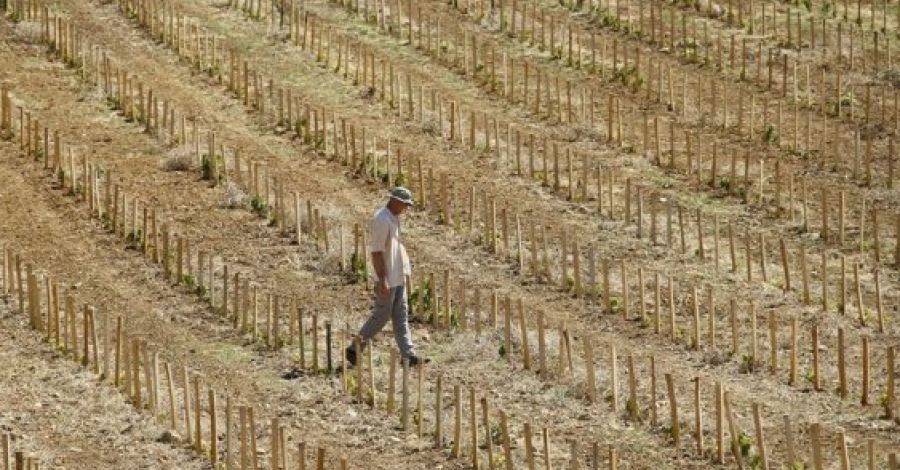 Producción agrícola en riesgo por sequía; maíz y fríjol los más afectados: UNTA
