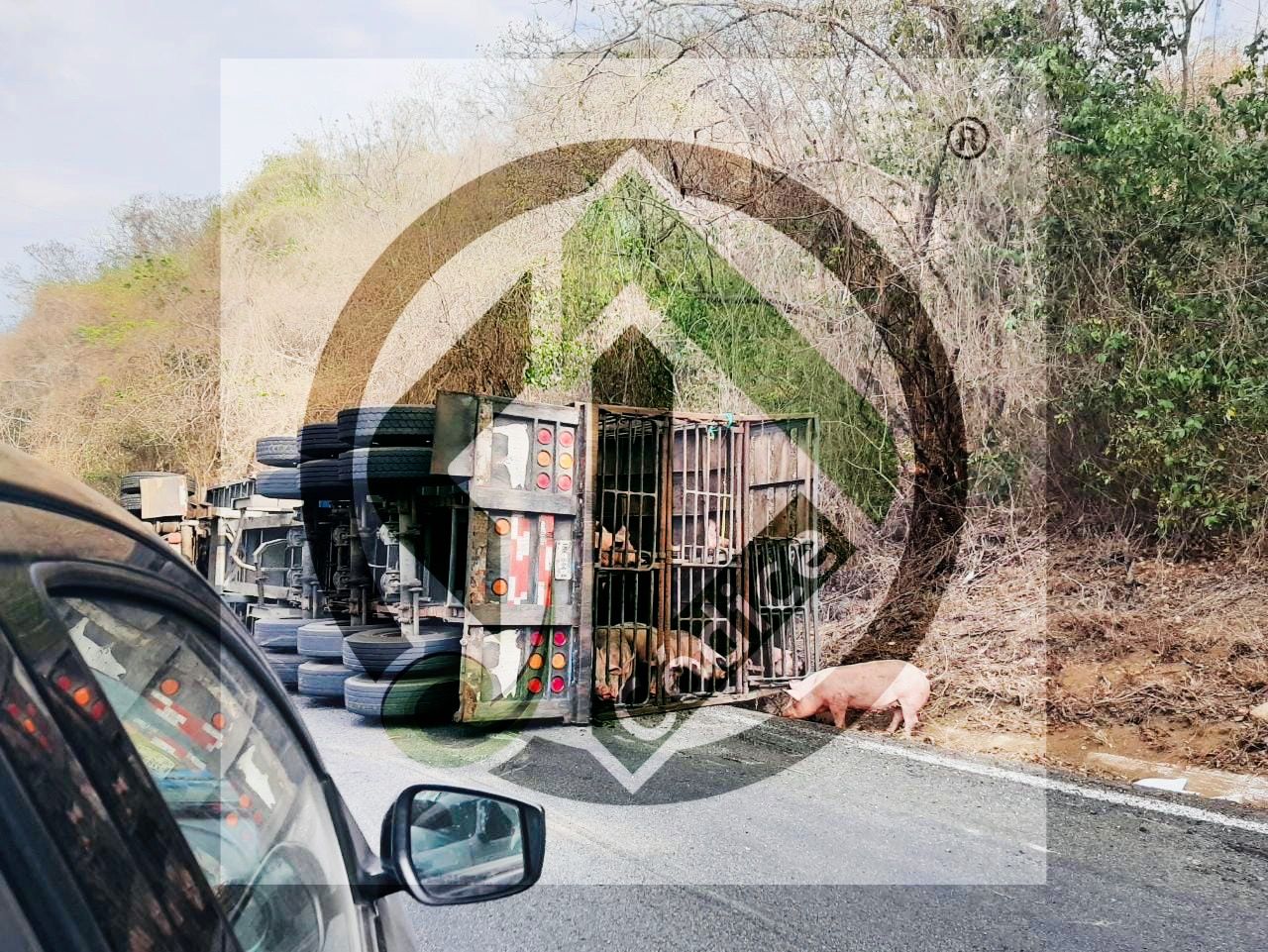 Vuelca camión cargado con cerdos en el municipio de Petatlán