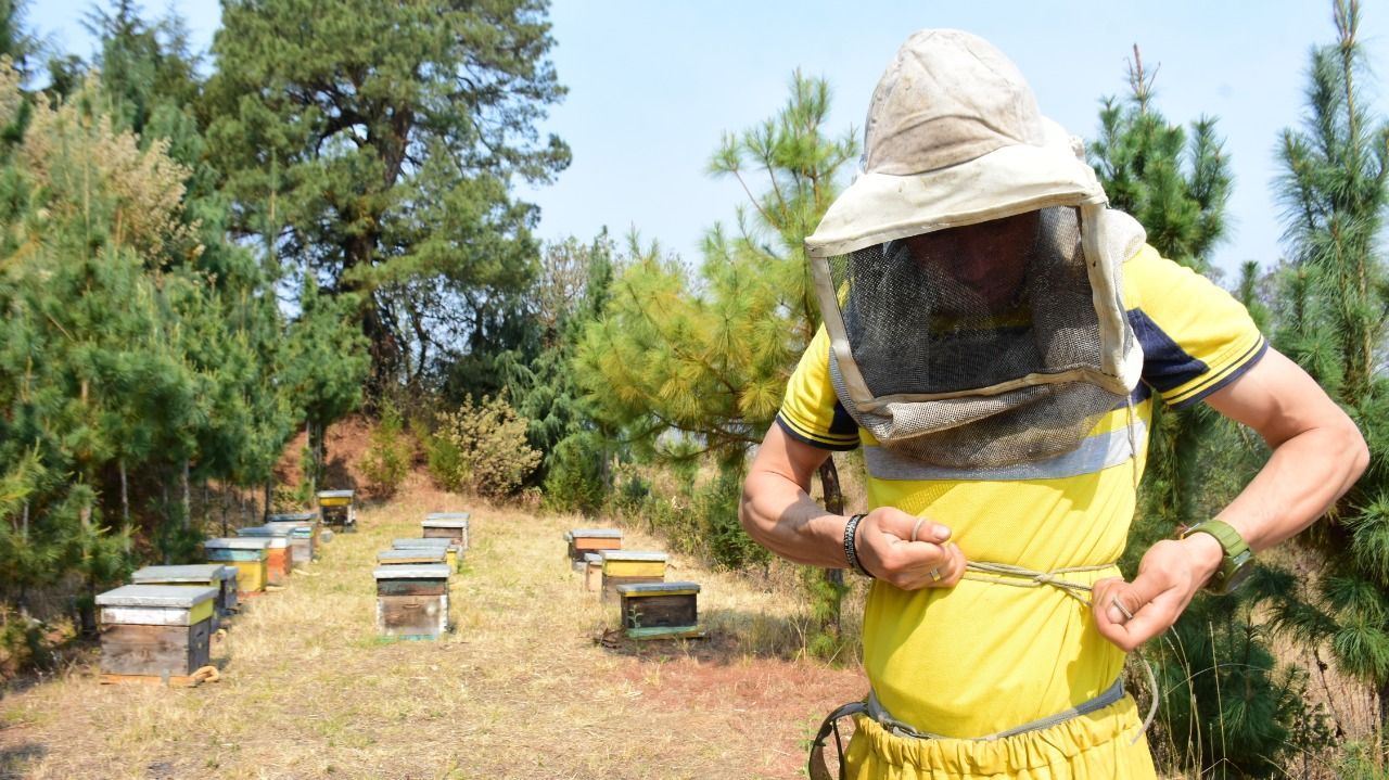  Polinizan  abejas 70% de los cultivos del campo 