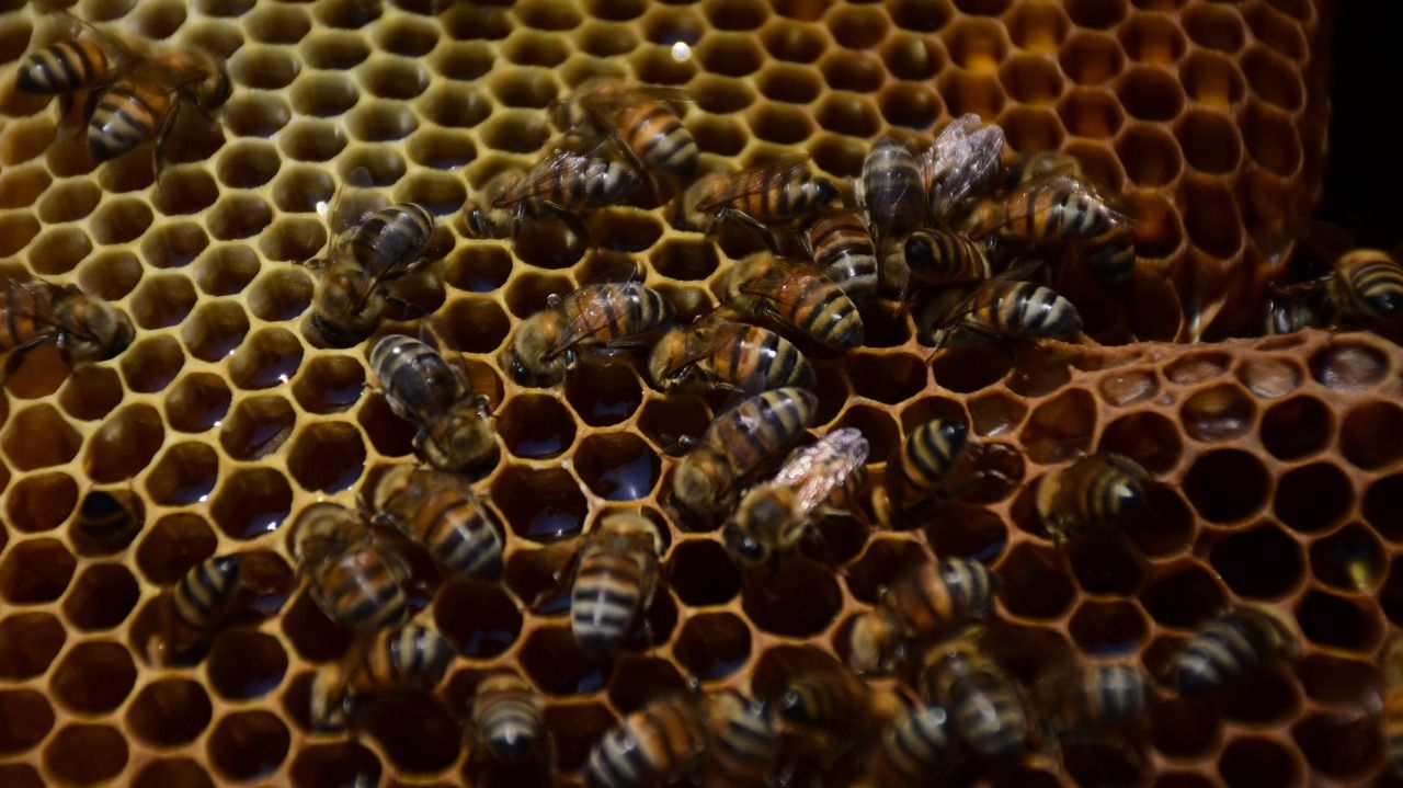 Polinizan abejas 70 por ciento de los cultivos del campo
