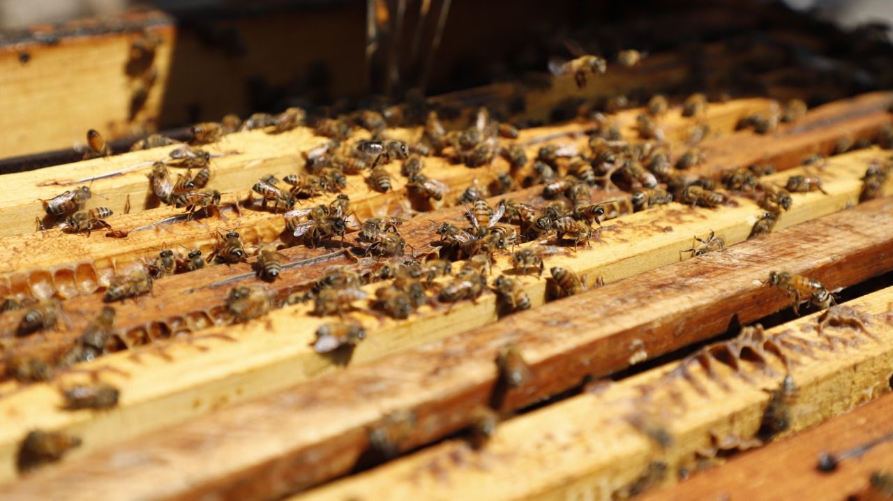 #Hoy  20 de mayo, Día Mundial de las Abejas, apicultores mexiquenses exhortan a su cuidado