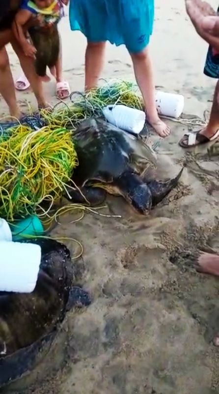 Rescatan en playa de Coyuca dos tortugas que quedaron atrapadas en redes de pesca
