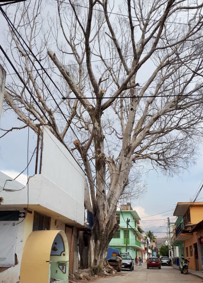 Chilapa al borde del ecocidio; ’en riesgo están árboles legendarios’