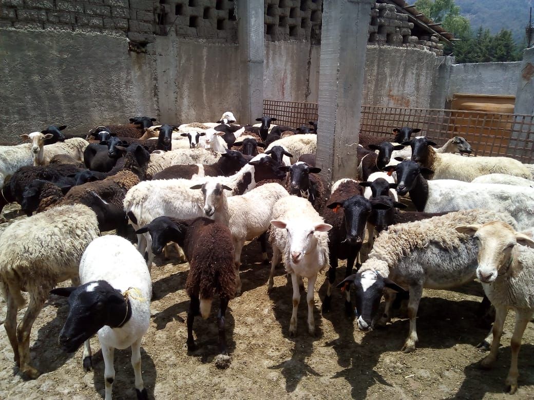 Campesinos de tierra caliente practican la ovinocultura como alternativa para enfrentar la crisis