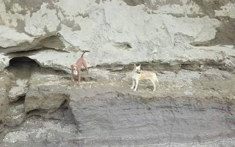 Graban con vida a perritos atrapados en socavón de Puebla; rescatistas esperan autorización
