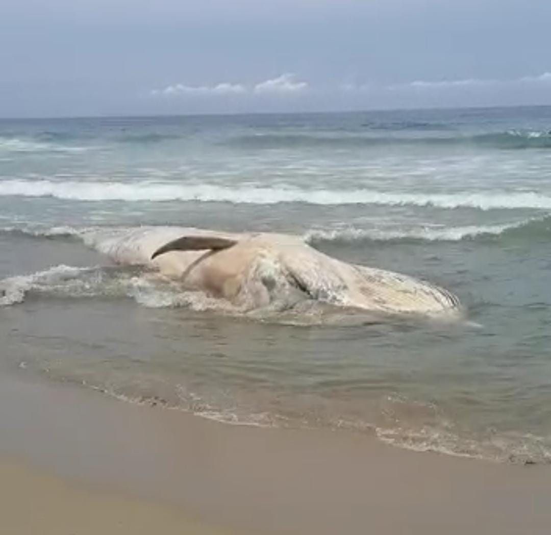 Aparece ballena muerta en playa del municipio de Tecpan

