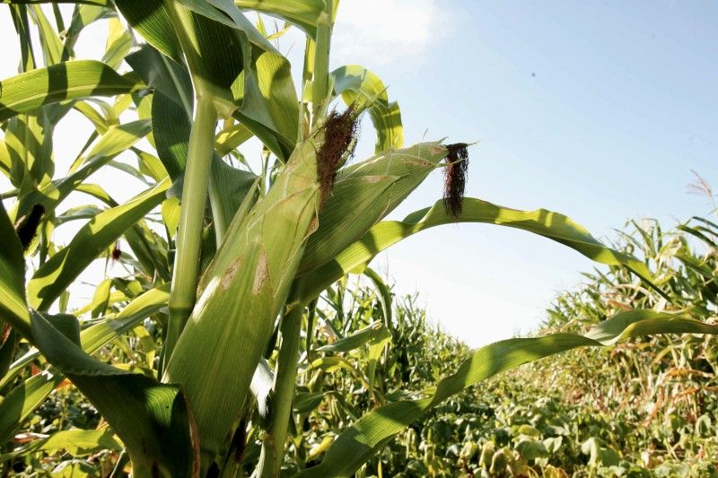 CNA acusa retraso en los permisos para importar maíz transgénico