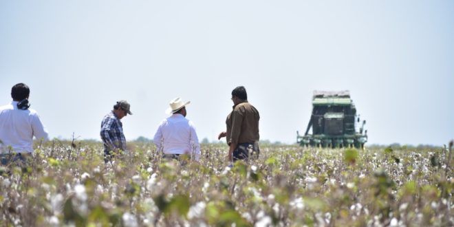 Siembra del algodón en Tamaulipas aumentó 15% en el último ciclo otoño-invierno