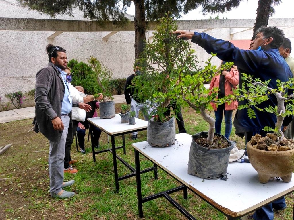 El Centro Regional de Cultura de Nepantla realiza primera exposición de bonsáis