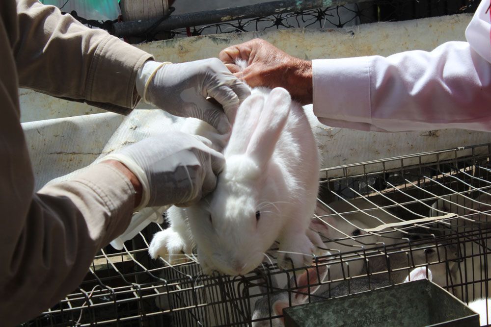  En Ixtapaluca vacunan a conejos de enfermedad hemorrágica 