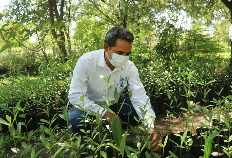 Gobierno de Tamaulipas reforestará zona costera con mangle negro.