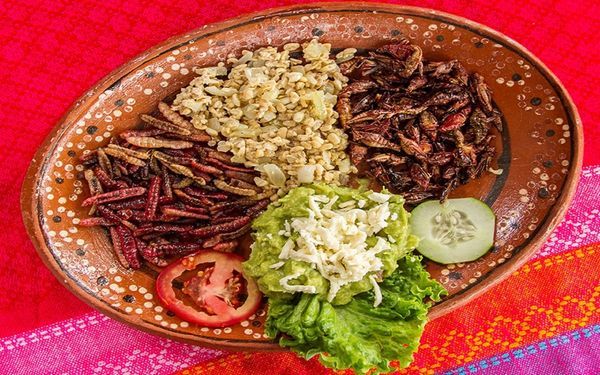 Reconoce secretaría de cultura y turismo 
la gastronomía sustentable en el Estado de México
