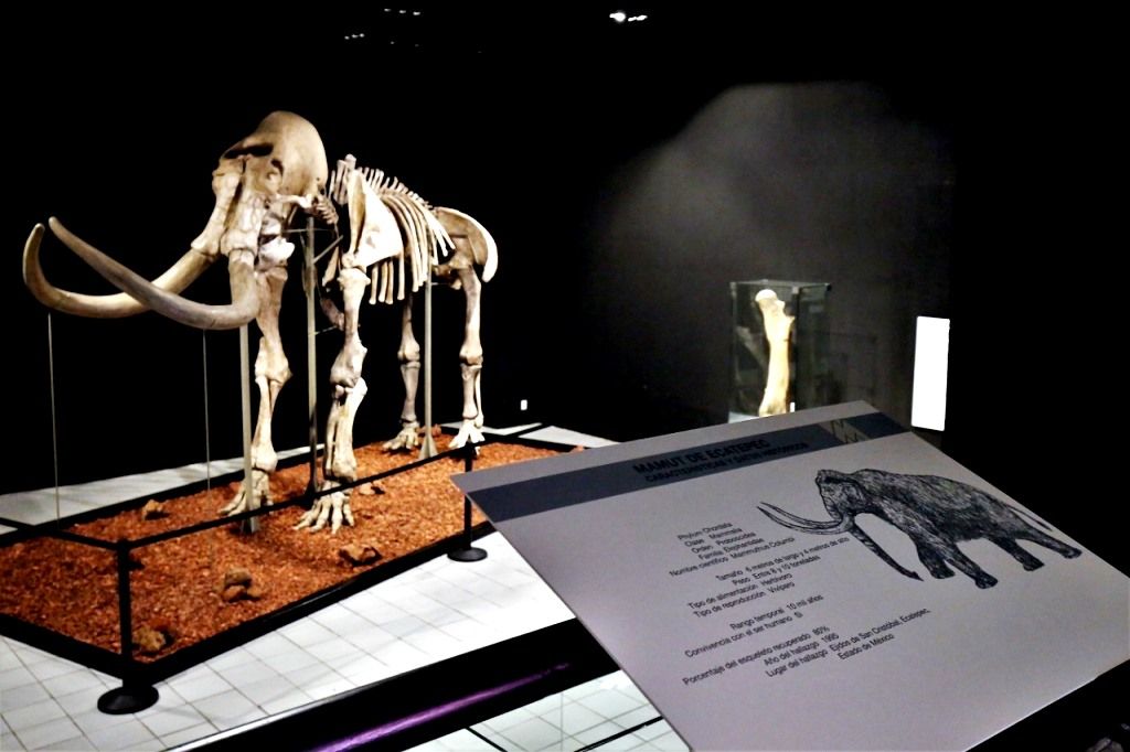 Exhiben al mamut de Ecatepec en el Museo de Antropología e Historia