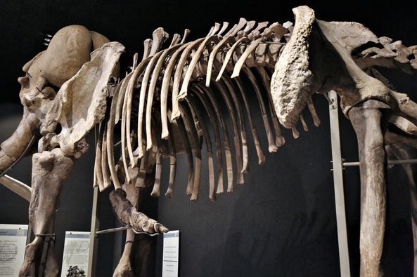 Exhiben Mamut de Ecatepec en
Museo de Antropología e Historia
