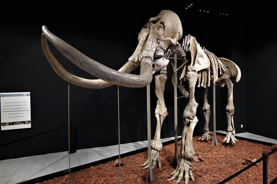 Exhiben mamut de Ecatepec en Museo
de Antropología e Historia.