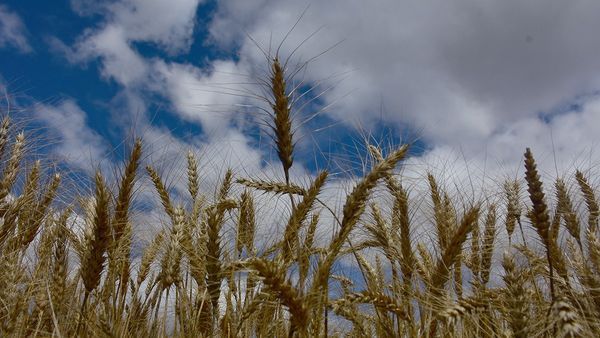 Ocupa Edoméx primer lugar 
Nacional en producción de Triticale
