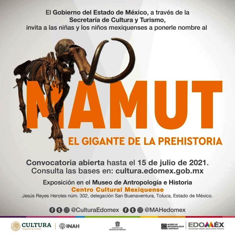 Invitan a niñas y niños a ponerle nombre al mamut de Ecatepec, exhibido en el Museo de Antropología e Historia 