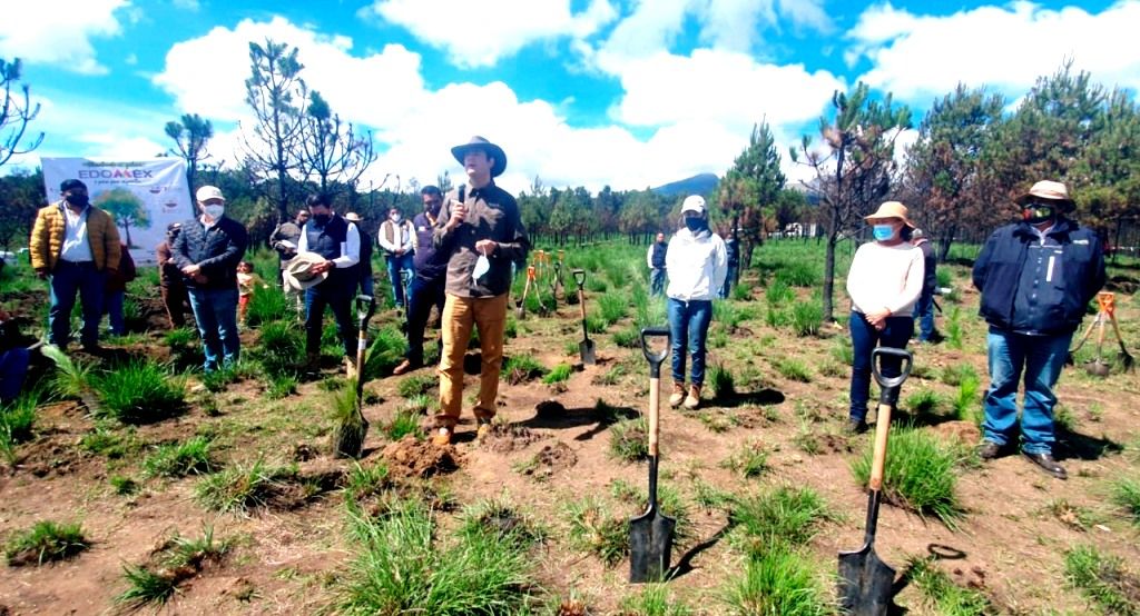 Inicia probosque reforestación en bienes comunales de Santiago Tlacotepec