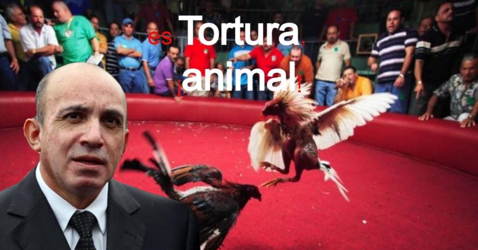 Buscarán ACs tumbar declaratoria de Peleas de gallos como patrimonio cultural en Hidalgo
